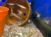 Dwarf Banded Hover Loach (Yunnanilus cruciatus)