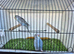 Baby Budgies.