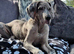 Stunning Blue Merle Great Dane Female KC Reg