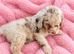 Labradoodle F1B Health clear pups