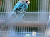 Breeding pair Budgies