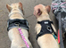 Velvet big rope french bulldog girl