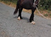 Black colt