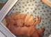 Pedigree Foxred Labrador for sale
