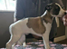 Kc whippets