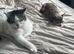 Cats to best home
