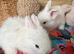 Angora Full Face pure bred