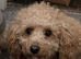 5 beautiful F1B Cavapoo babies