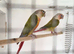 Conures for sale