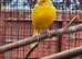 6 month old canaries