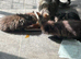 Rare Ragdoll x kittens