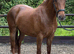 Striking 158cm WPB Mare