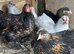 Pekin pairs mixed colours