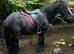 5 year old gelding, 12.3 cob