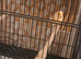 Red dimorphic singing cock with cage or without cage