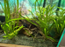 200l fish tank full set up