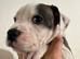 Staffy Puppies
