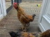 Roosters
