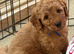 Exceptional F1BB Miniature Labradoodle Puppies – Home Raised