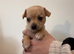 Fluffy Chihuahua Puppies – Now 5 Weeks Old