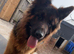 German Shepard longhair male
