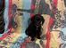 Absolutley gorgeous Cockapoo x puppies