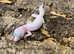 Various Leopard Geckos at Birmingham Reptiles