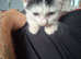 Kitten