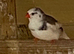 Zebra finch Mutations