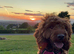 Cockapoo X Toy poodle puppies Red