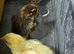 Jumbo quail chicks