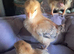 Pure copper black marans/pure rhode island red chick's available