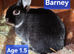 Male black rabbit