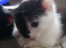 Kittens looking for there forever homes