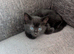 Kittens for sale
