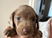 Springer spaniel cross dachshund