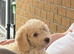Beautiful 10 week old cockapoo