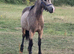 Welsh C Riding