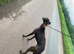 Saluki Bull greyhound
