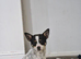 Jack Russell female Dog
