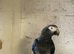 Breeding pair of Timneh greys