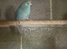 Young kakarikis