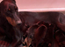 Dobermann Puppies For Sale