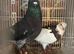 Free 20 pigeons