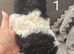 Beautiful standard poodle puppies