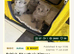 British Shorthair kittens