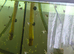 Angelfish