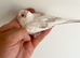 Pied diamond dove cock bird for sale