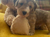 Cockapoo puppies- health tested - home reared