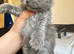 British blue longhair girls ready 21/6/26